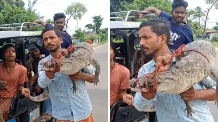 धान के खेत में दिखा 4 फीट का मगरमच्छ, सुपौल के युवकों ने कंधे पर उठाकर थाने पहुंचाया; वन विभाग ने सुरक्षित छोड़ा